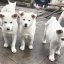 Japanese Akita Inu