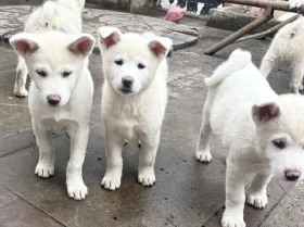 Japanese Akita Inu