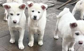 Japanese Akita Inu
