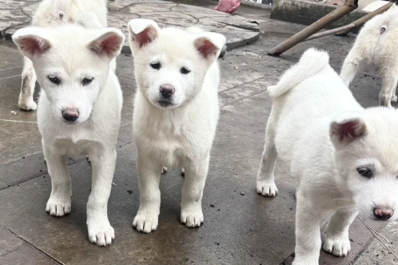 Japanese Akita Inu