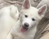 Japanese Akita Inu
