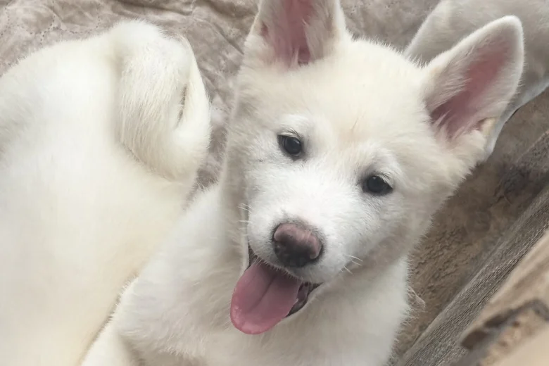 Japanese Akita Inu