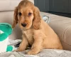 Cocker Spaniel (Show)