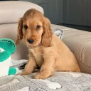 Cocker Spaniel (Show)
