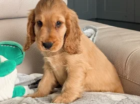 Cocker Spaniel (Show)