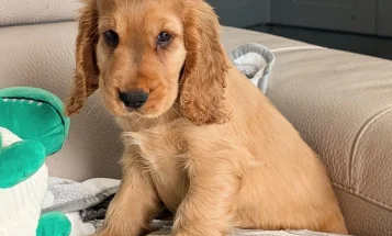 Cocker Spaniel (Show)
