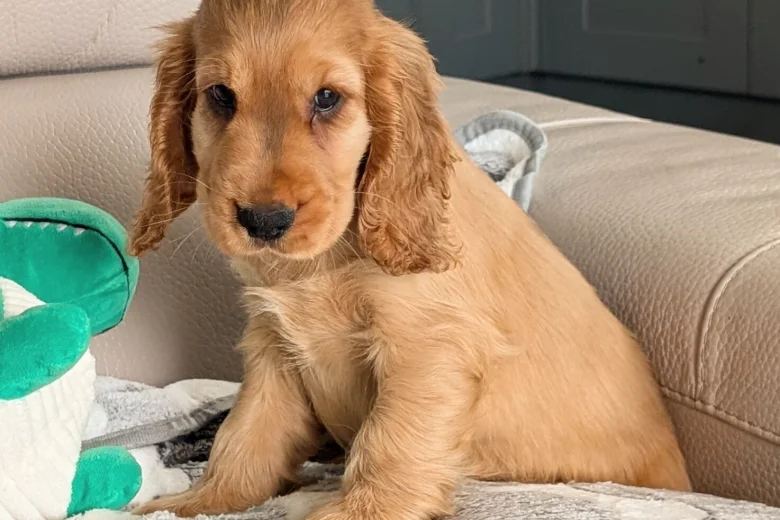 Cocker Spaniel (Show)