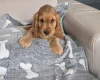 Cocker Spaniel (Show)