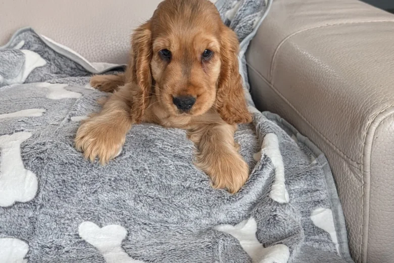 Cocker Spaniel (Show)