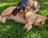 Cocker Spaniel (Show)