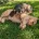 Cocker Spaniel (Show)