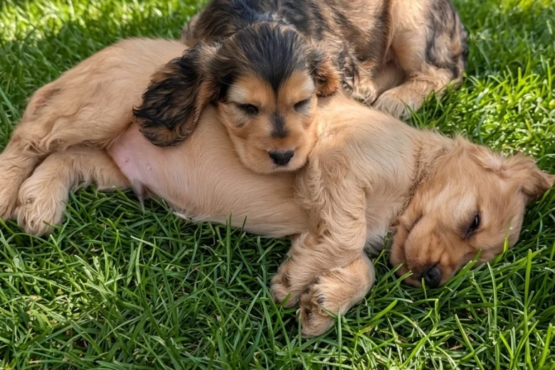 Cocker Spaniel (Show)