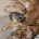 Cocker Spaniel (Show)