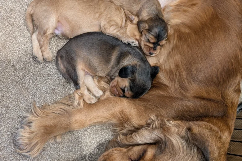 Cocker Spaniel (Show)