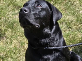 Labrador Retriever