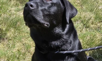 Labrador Retriever