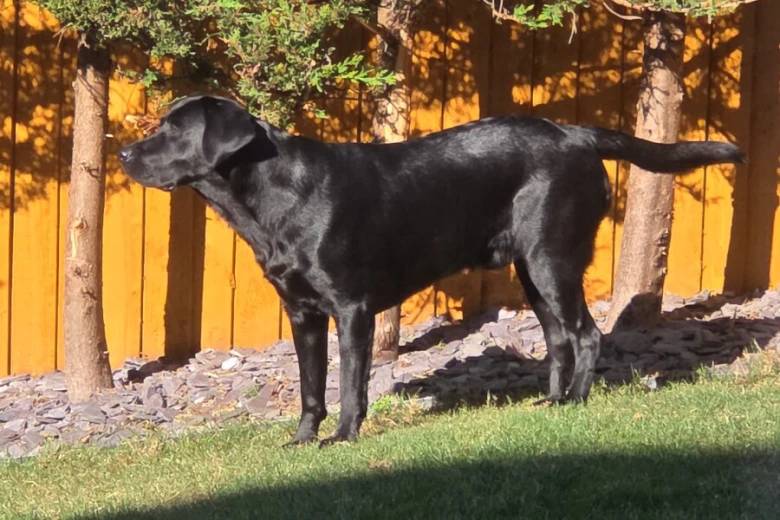 Labrador Retriever