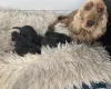 Cocker Spaniel (Show)