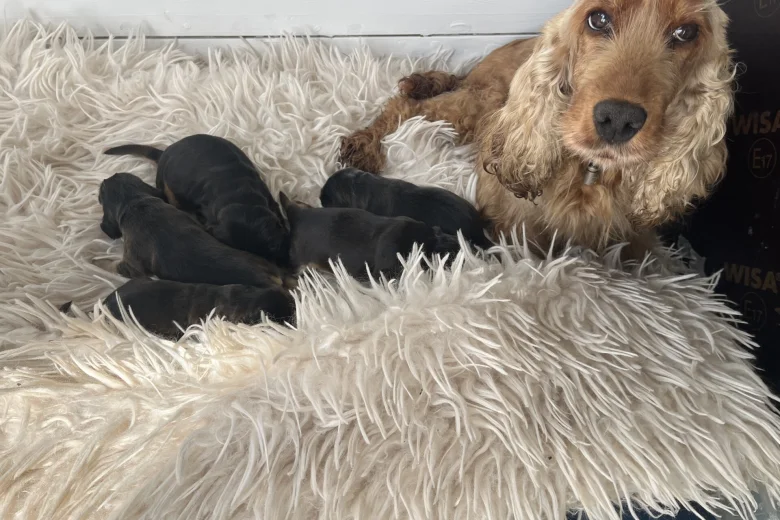 Cocker Spaniel (Show)