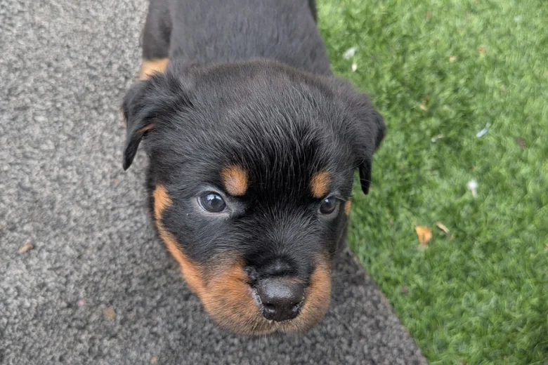 Rottweiler