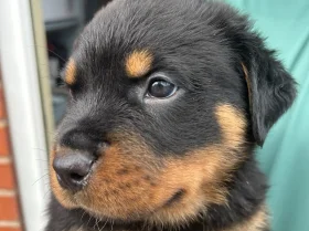Rottweiler