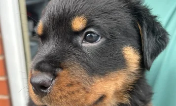 Rottweiler