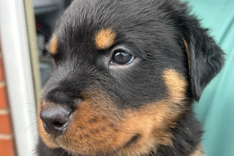 Rottweiler