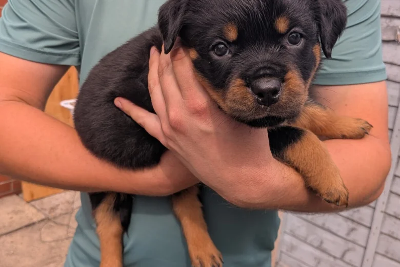 Rottweiler