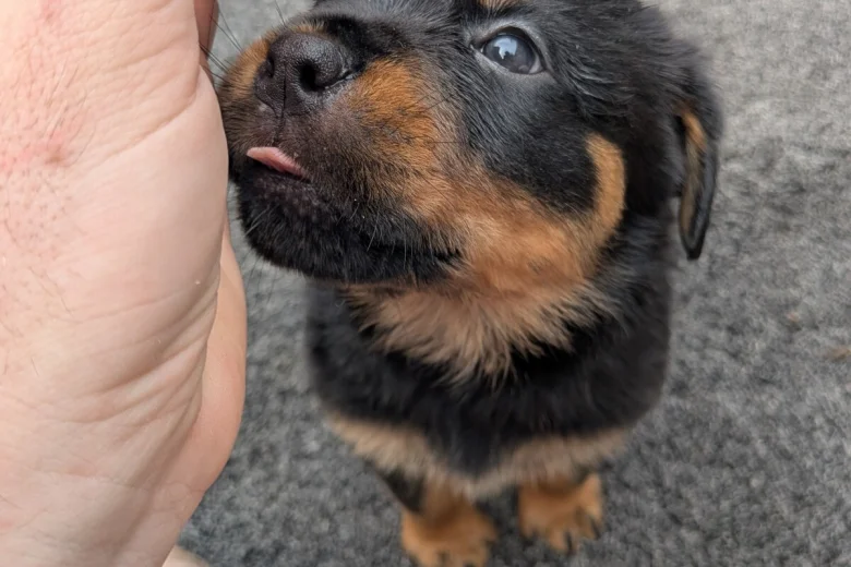 Rottweiler