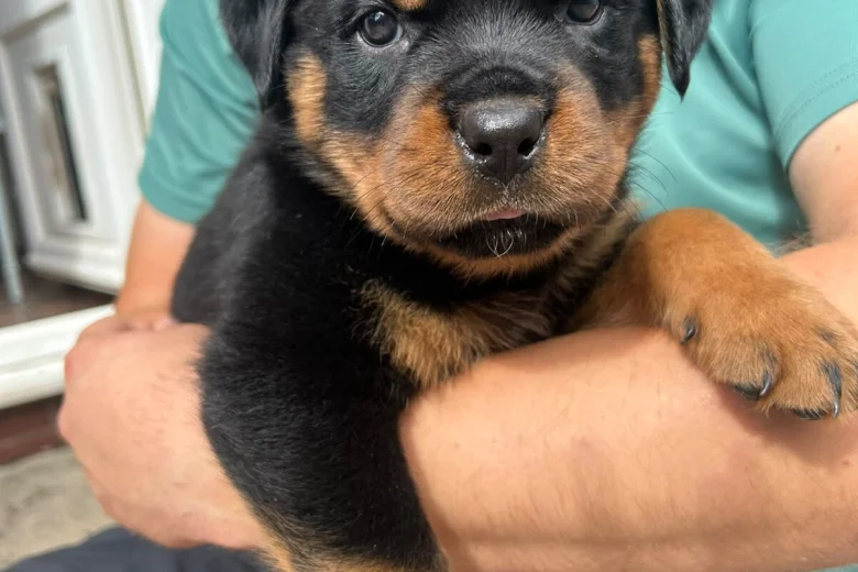 Rottweiler