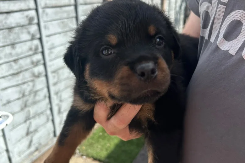 Rottweiler