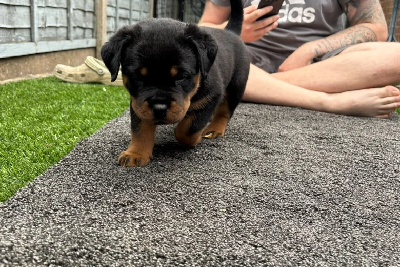 Rottweiler
