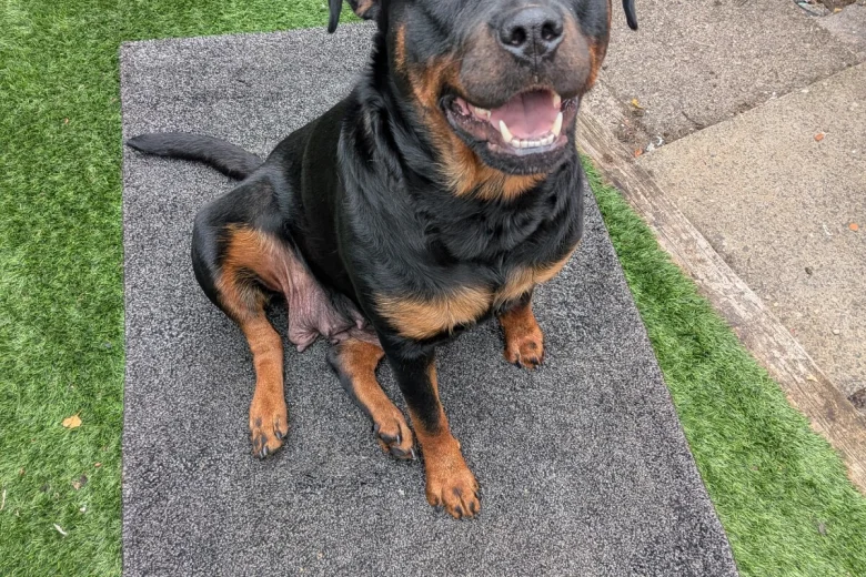 Rottweiler