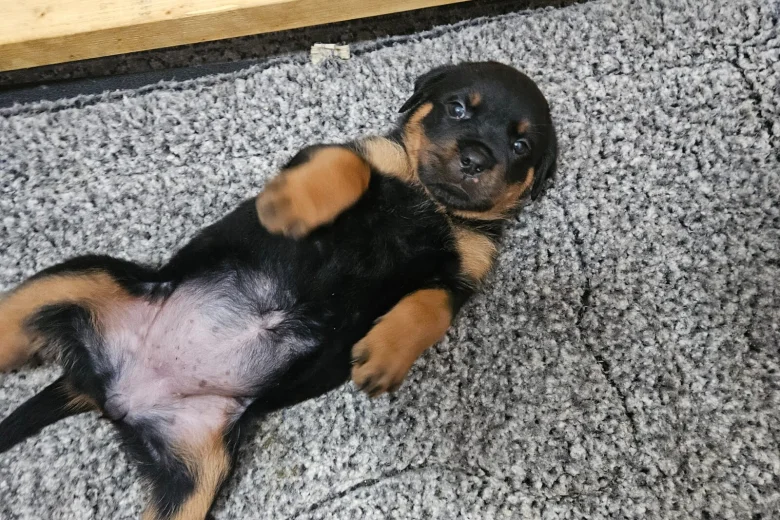 Rottweiler