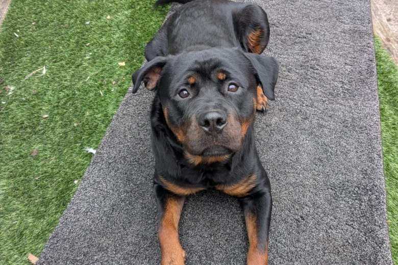 Rottweiler