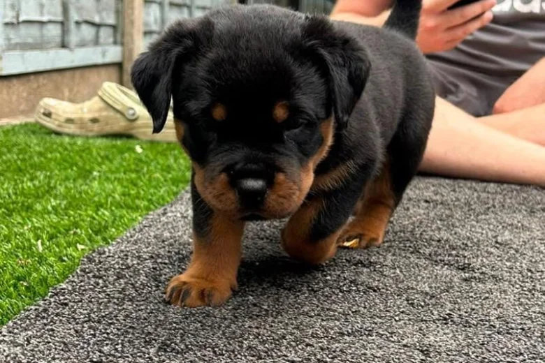 Rottweiler