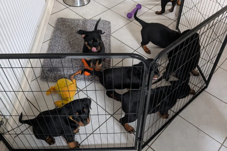 Rottweiler