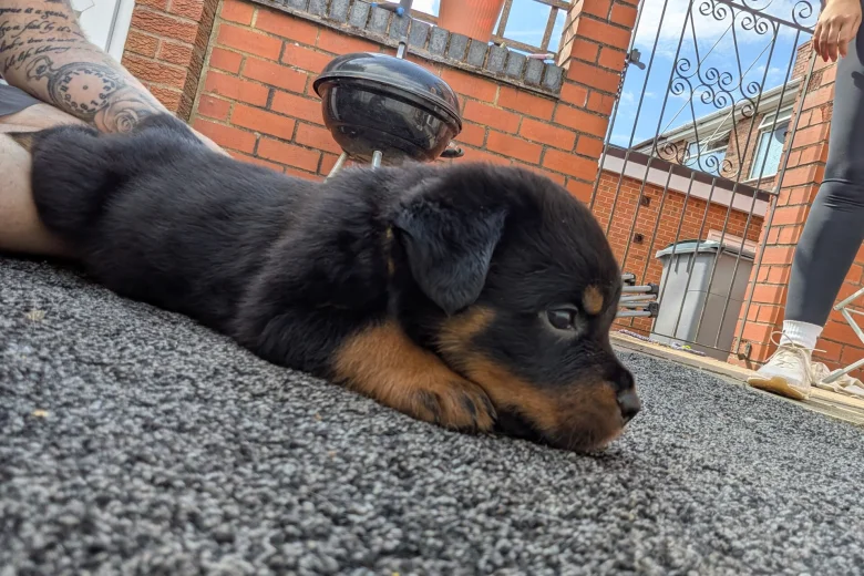 Rottweiler