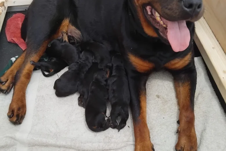 Rottweiler