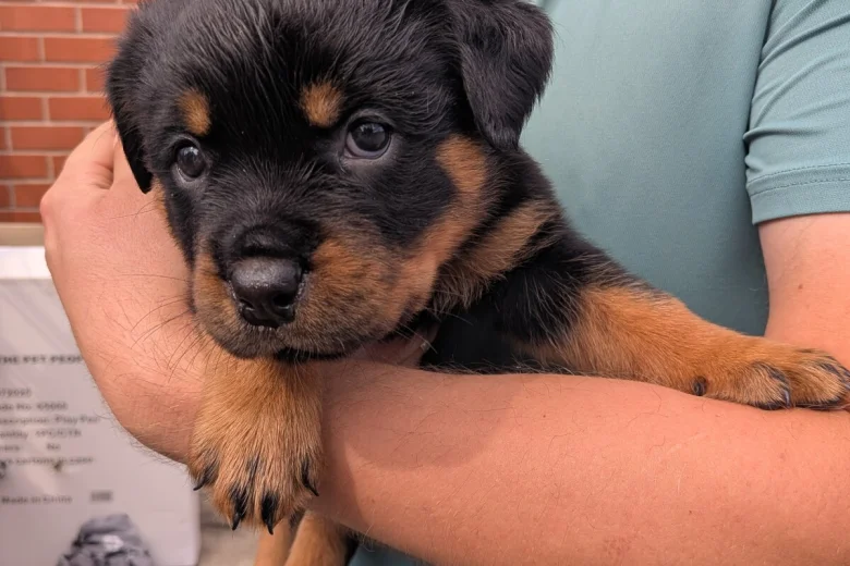 Rottweiler