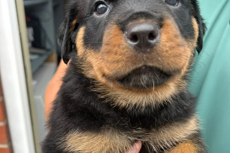 Rottweiler