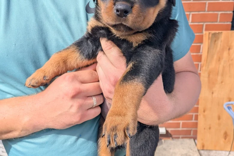 Rottweiler