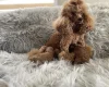 Toy Poodle