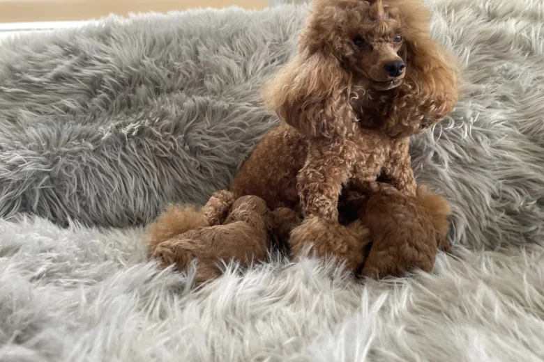 Toy Poodle