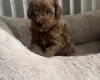 Toy Poodle
