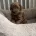 Toy Poodle