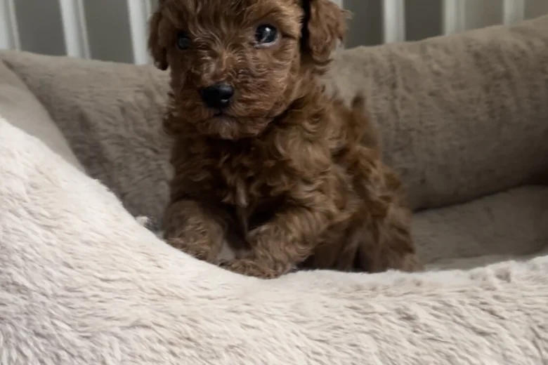 Toy Poodle
