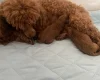 Toy Poodle