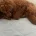 Toy Poodle