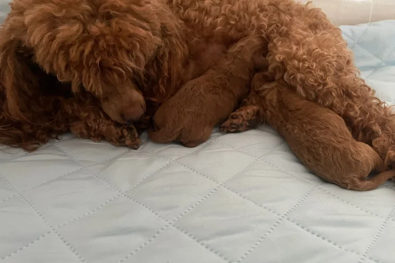 Toy Poodle